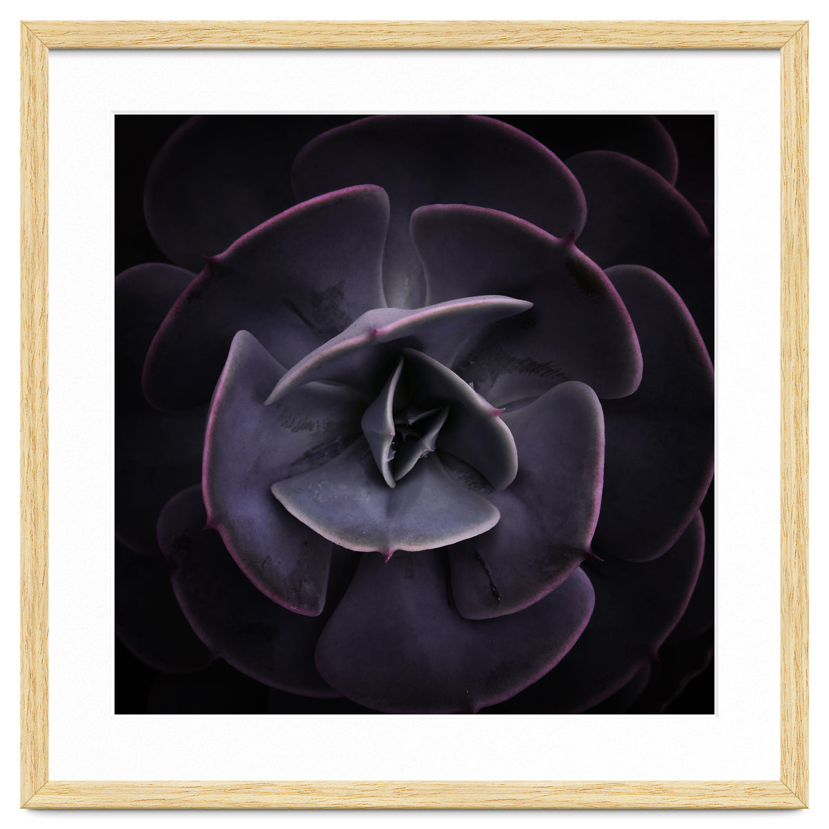 DARKSIDE OF SUCCULENTS VIII