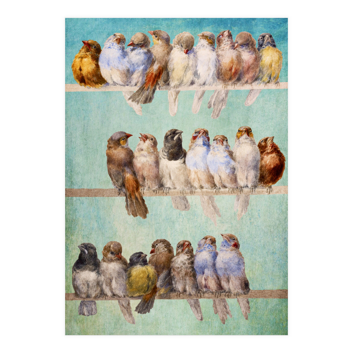 Birds Birds Birds (Print Only)