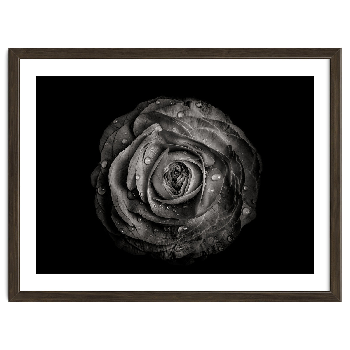 Backyard Flowers In Black And White 72