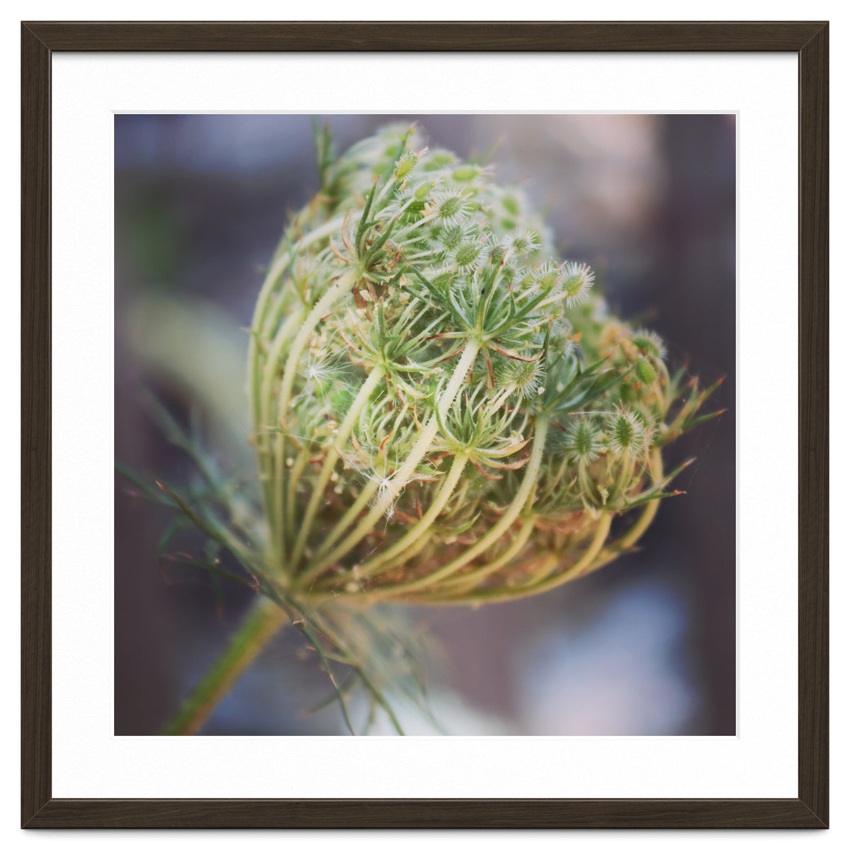 Seed head
