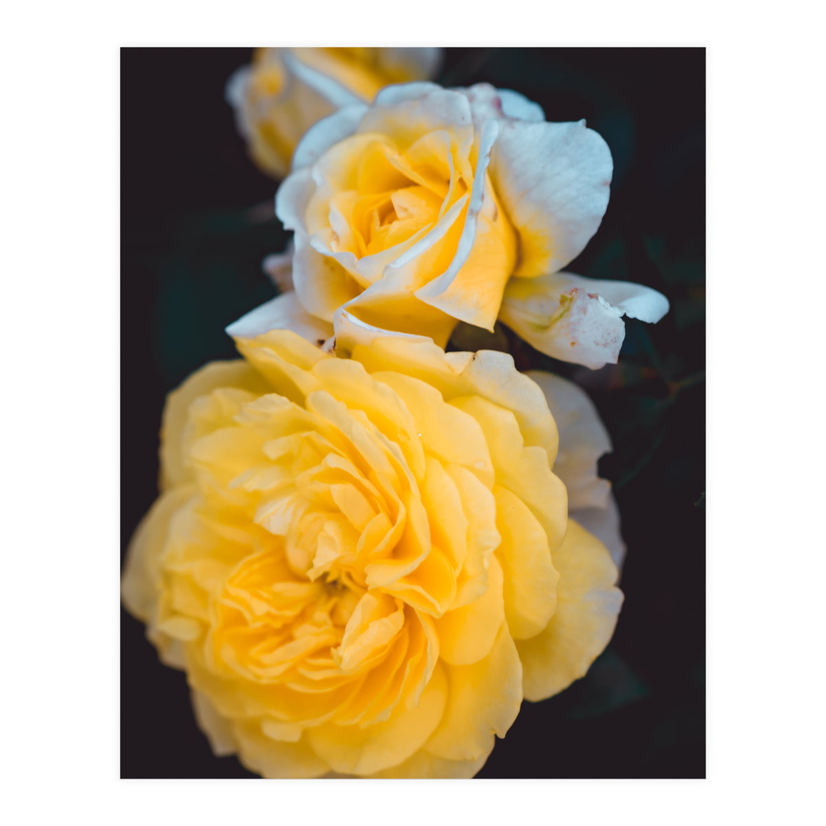 Yellow Rose (Print Only)