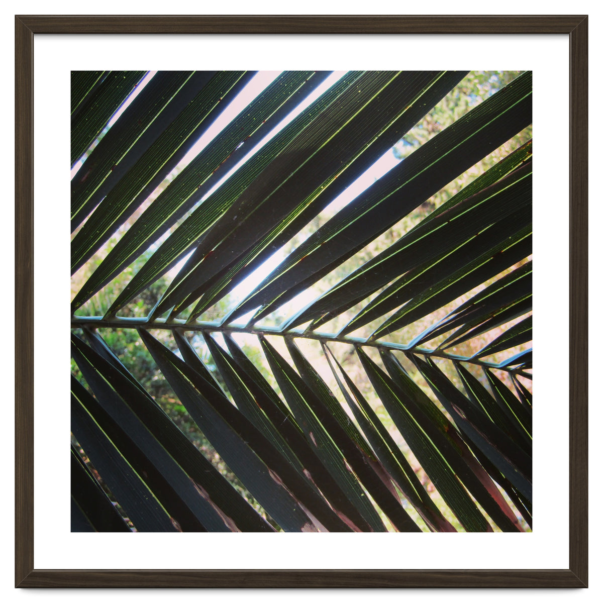 Palm leaf