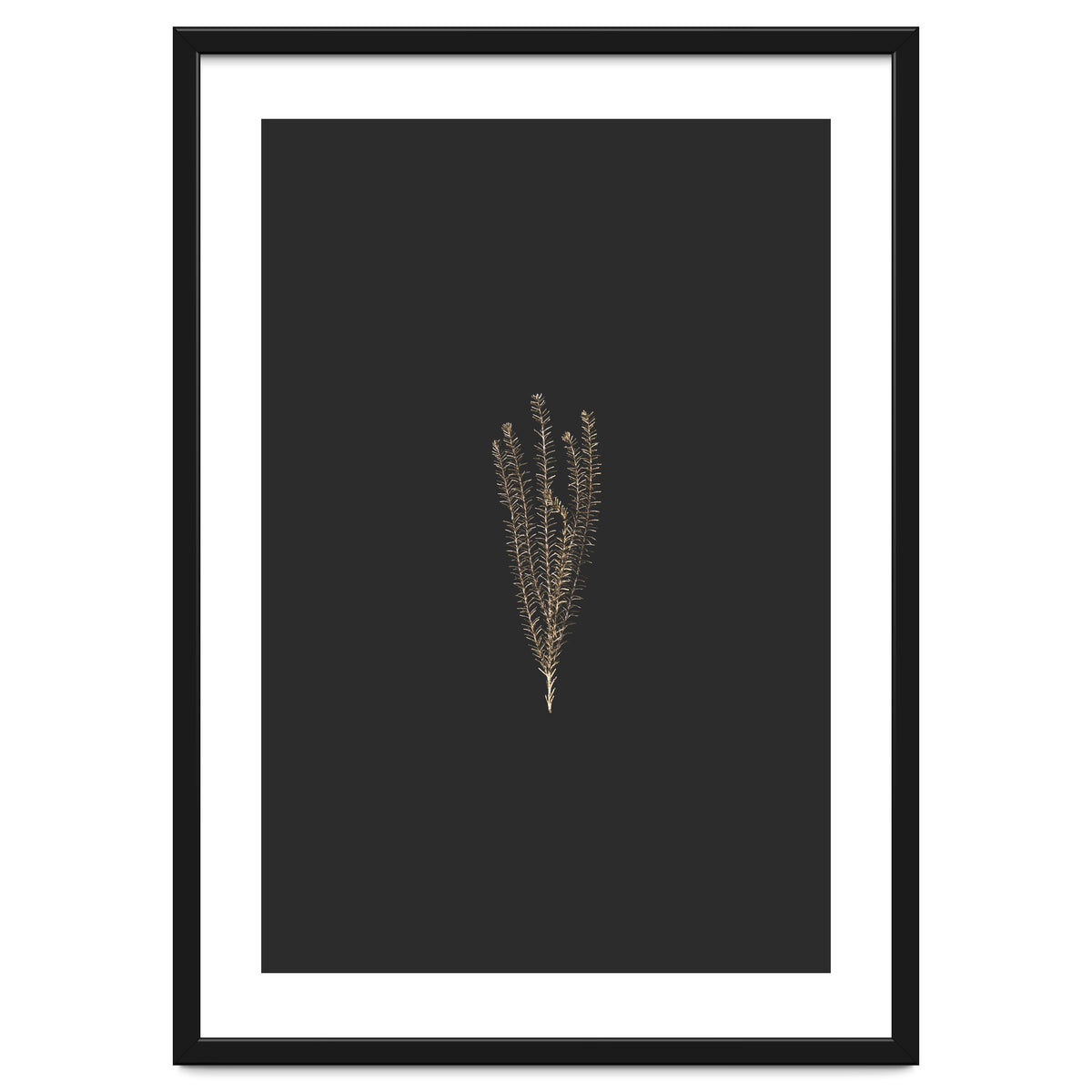 Delicate Fynbos Botanicals in Gold and Black