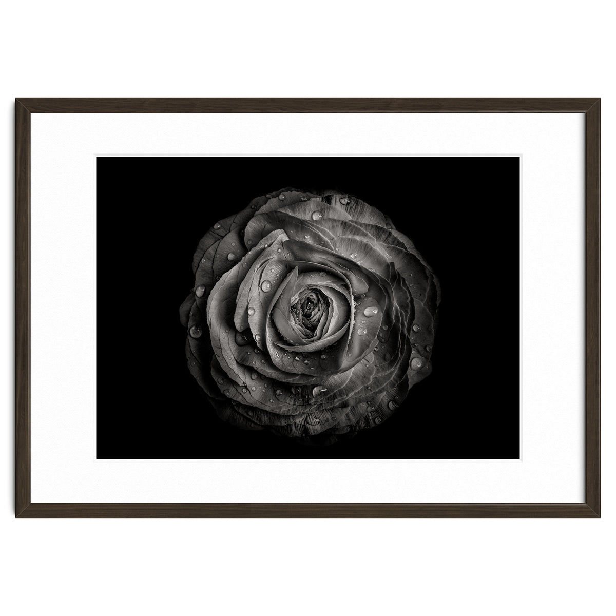 Backyard Flowers In Black And White 72