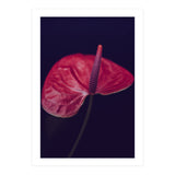 Dark Ruby (Print Only) thumbnail