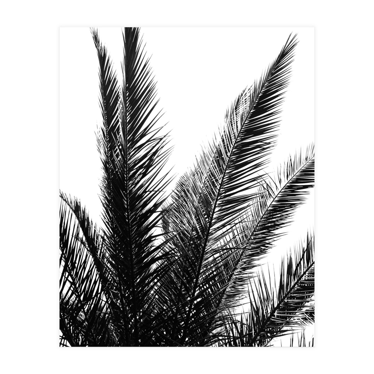 Black and White (Print Only)