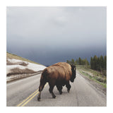 Street Walker (Print Only) thumbnail