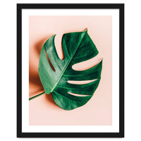 Monstera Shadow