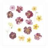 Pressed Flowers (Print Only) thumbnail