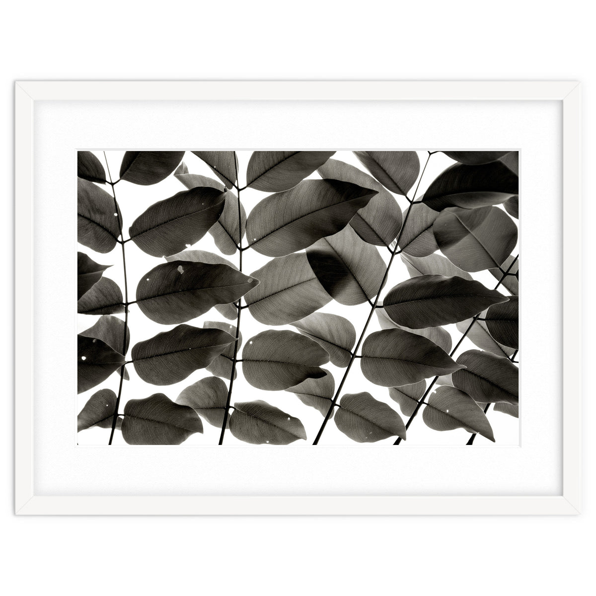 Branches and Leaves I