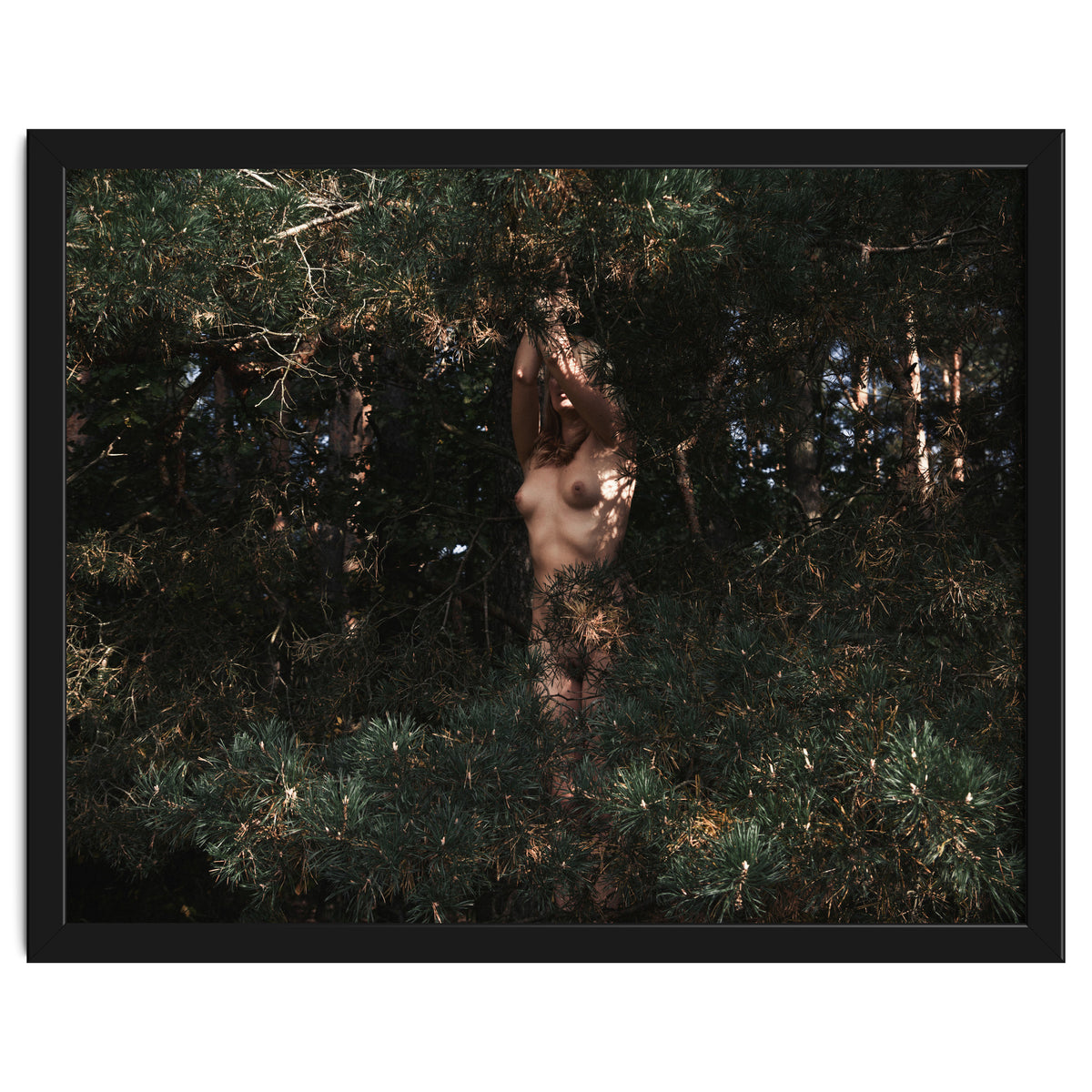 The Eyes of the Forest