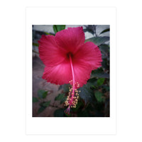 Beautiful Hibiscus Flora (Print Only)