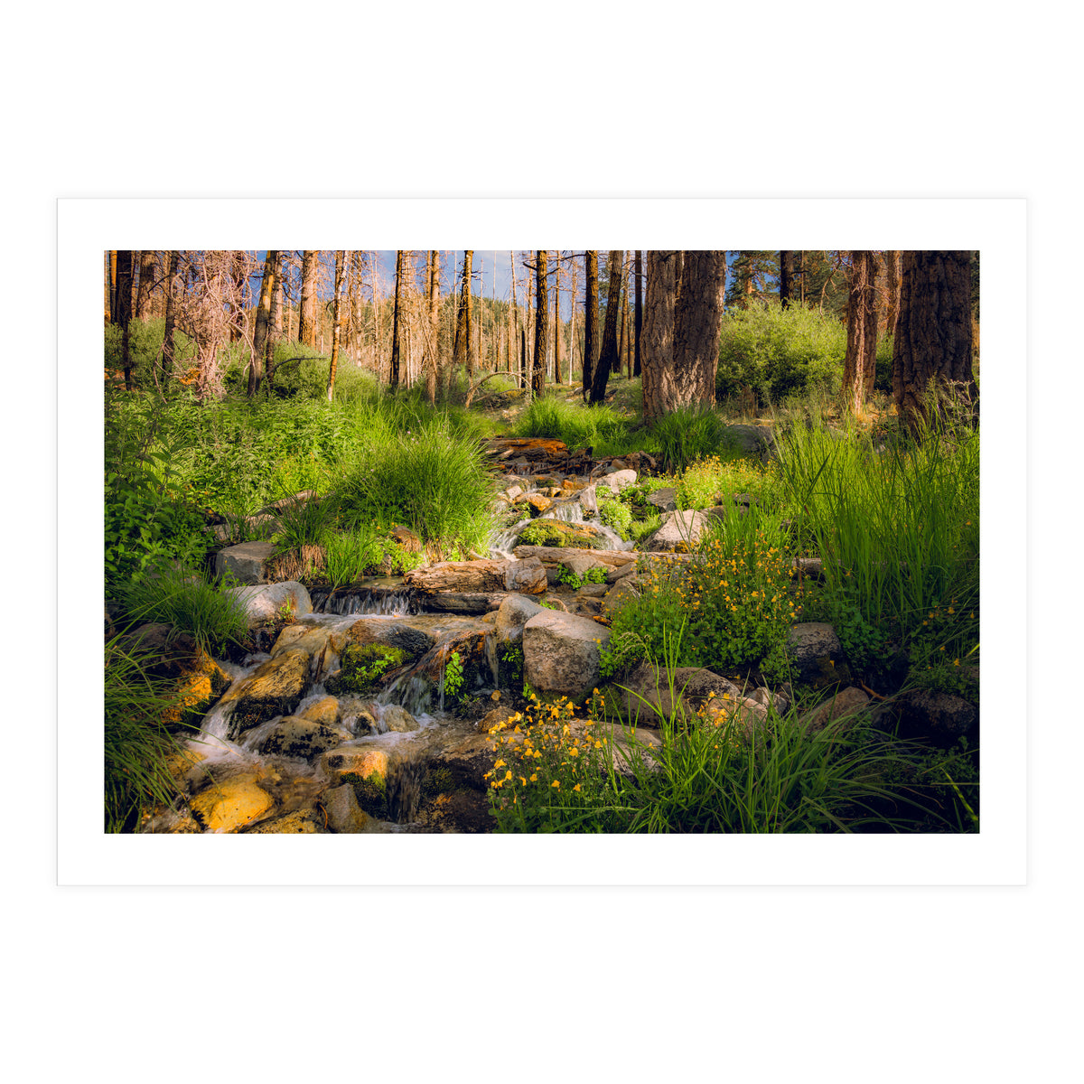 San Gorgonio Stream (Print Only)