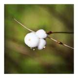 winter berries (Print Only) thumbnail