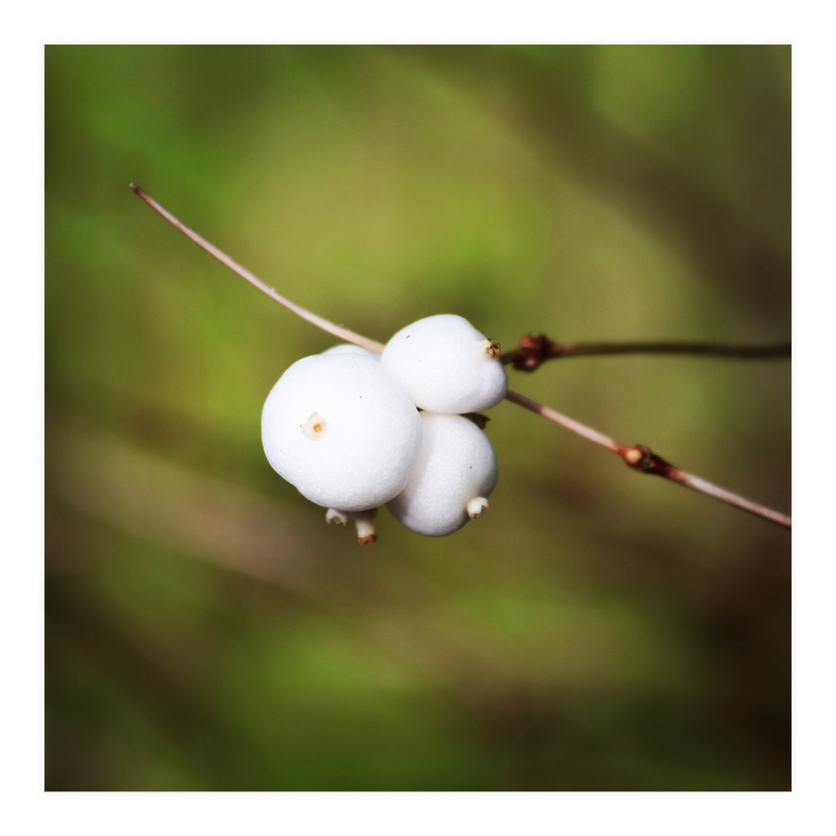 winter berries (Print Only)