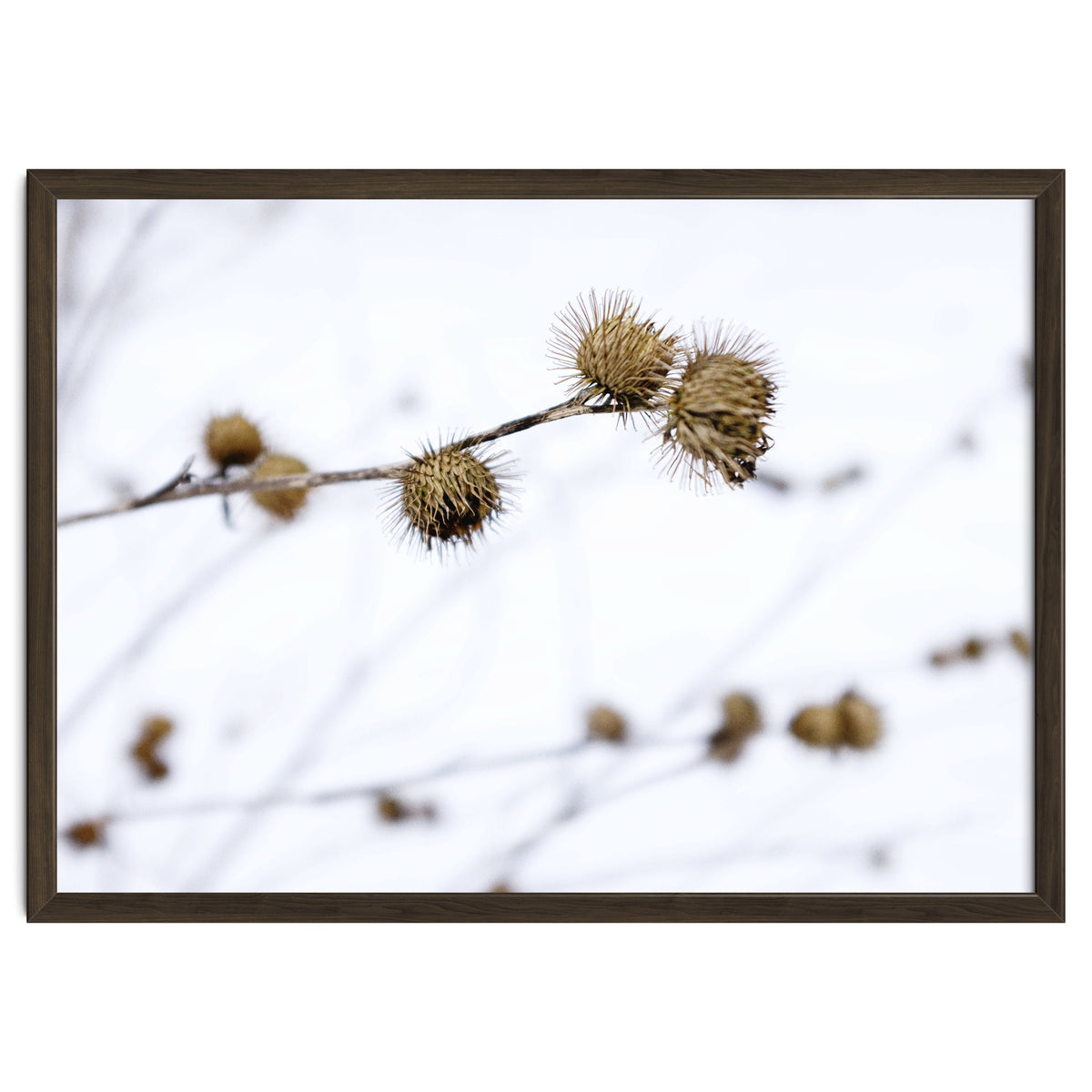 Winter Thistles
