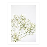 Flowers (Print Only) thumbnail