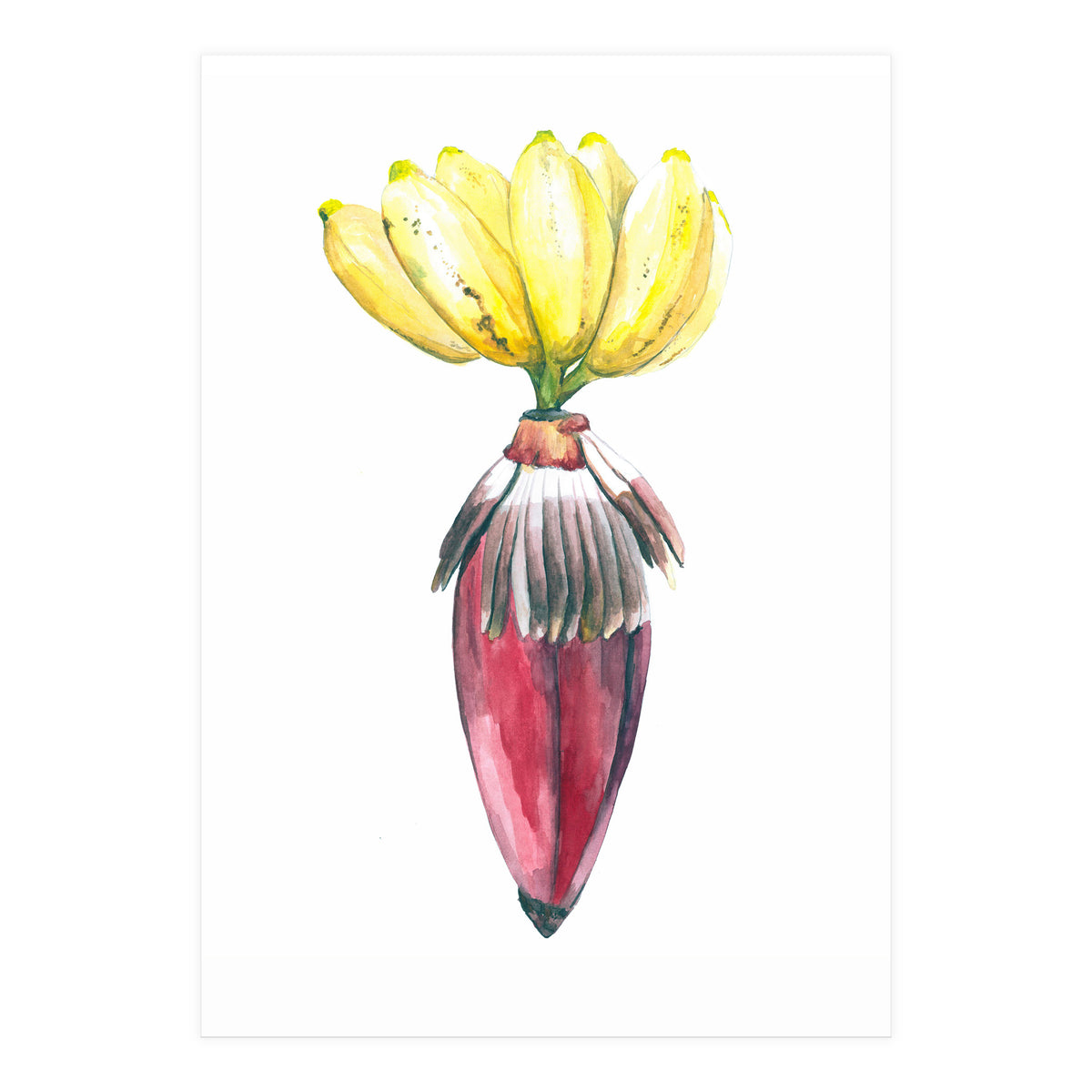 Botanical Illustration Banana (Print Only)