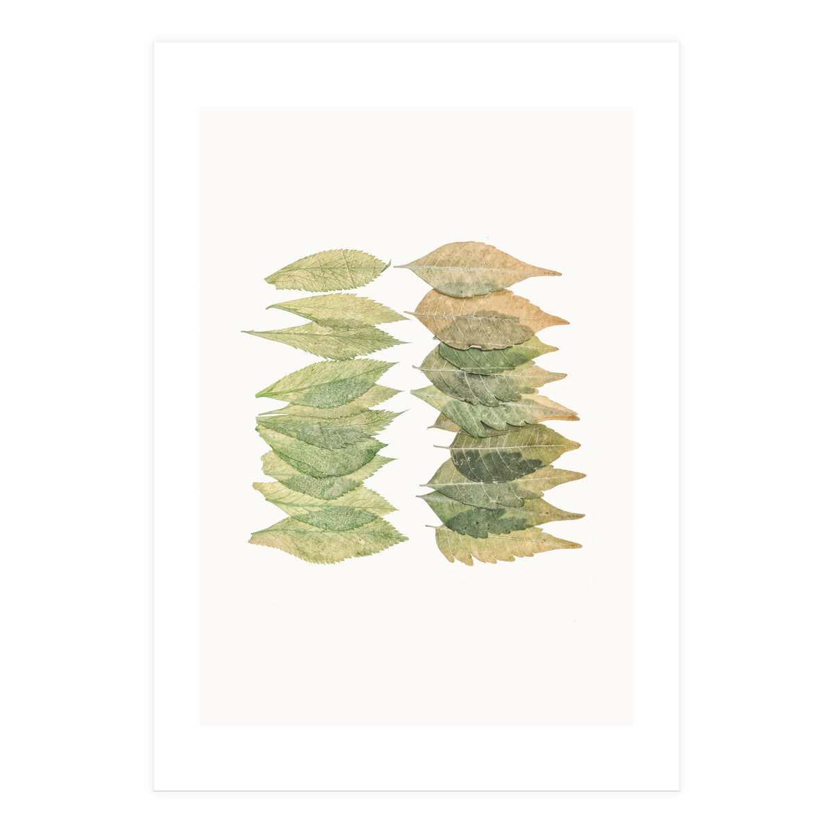 Cc Leaves 01 (Print Only)