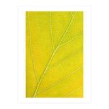 Autumn Leaf (Print Only) thumbnail