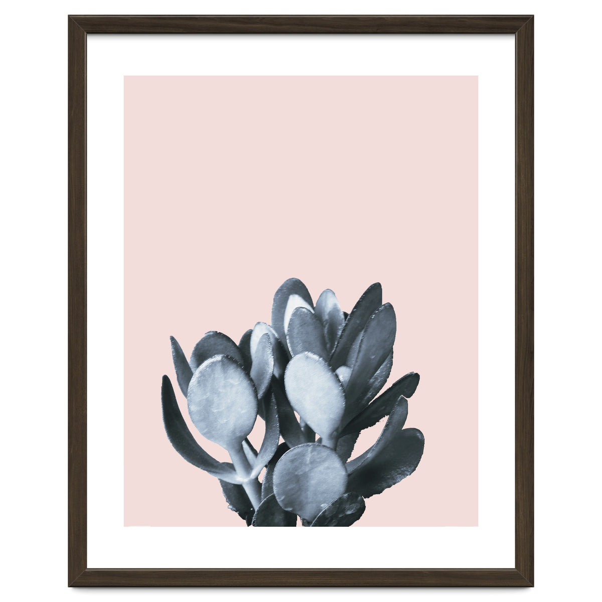 Cactus collection BL-II