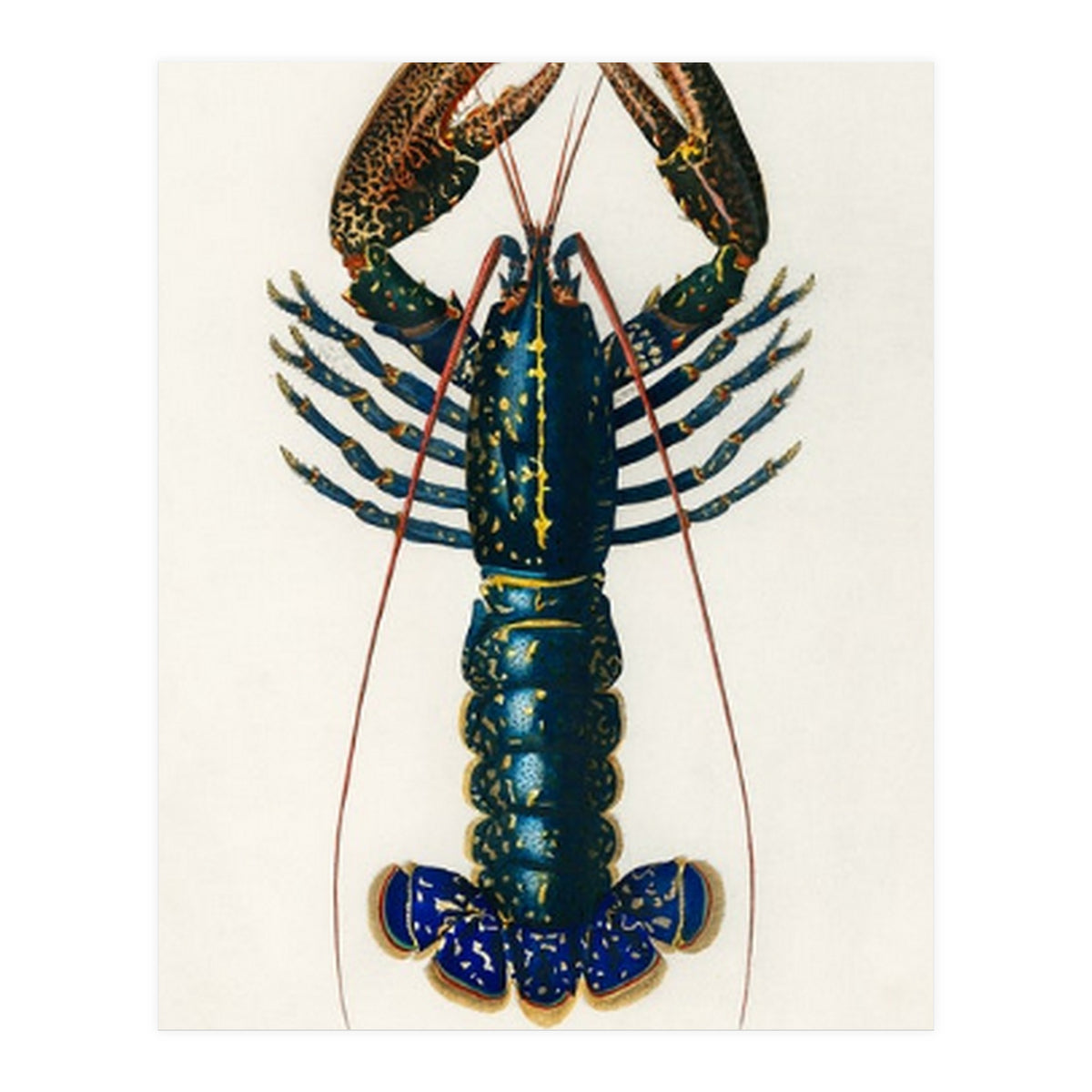 Crimson Crawfish illustrated (Print Only)