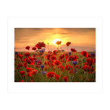Poppies Sunset (Print Only) thumbnail