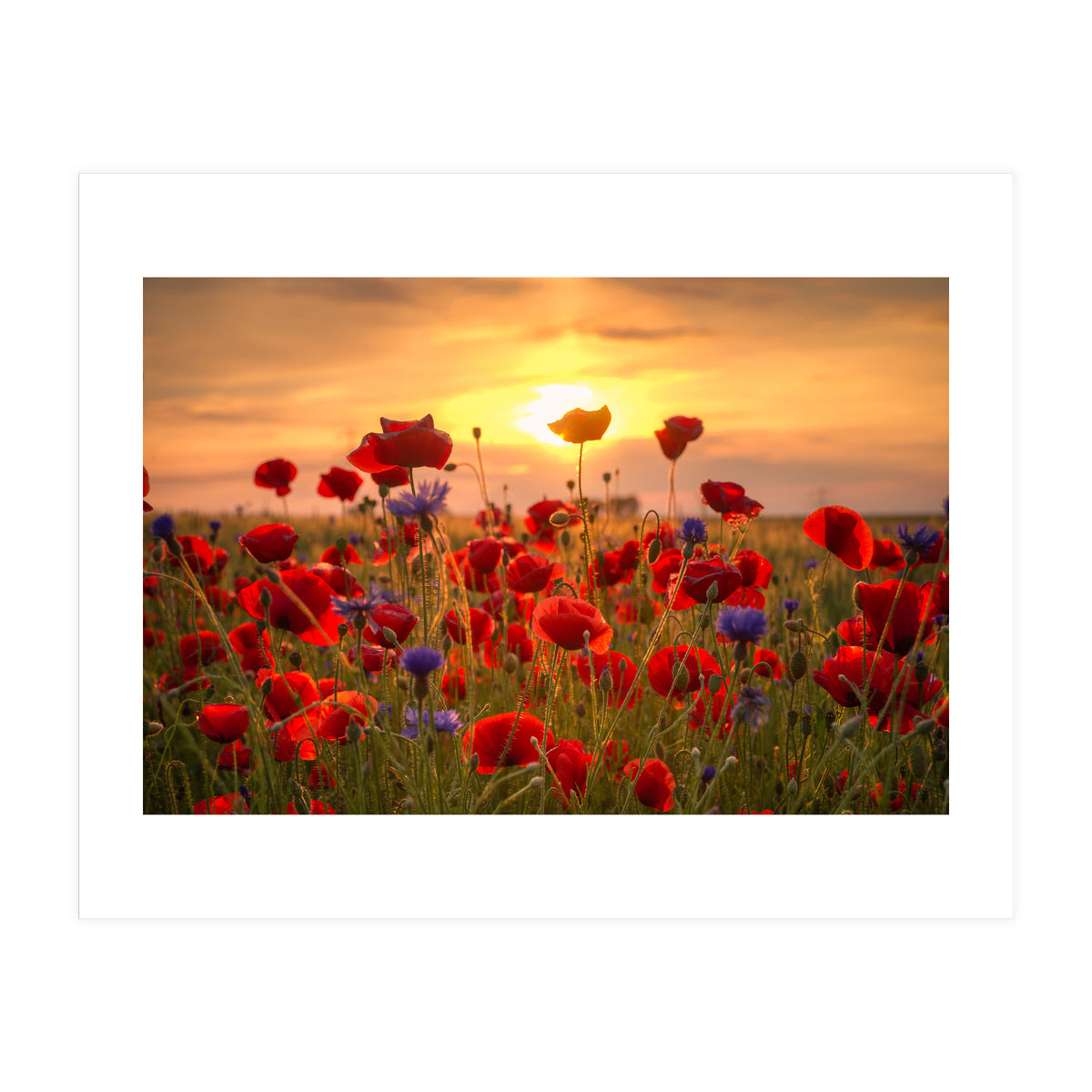 Poppies Sunset (Print Only)
