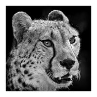 Cheetah (Print Only)