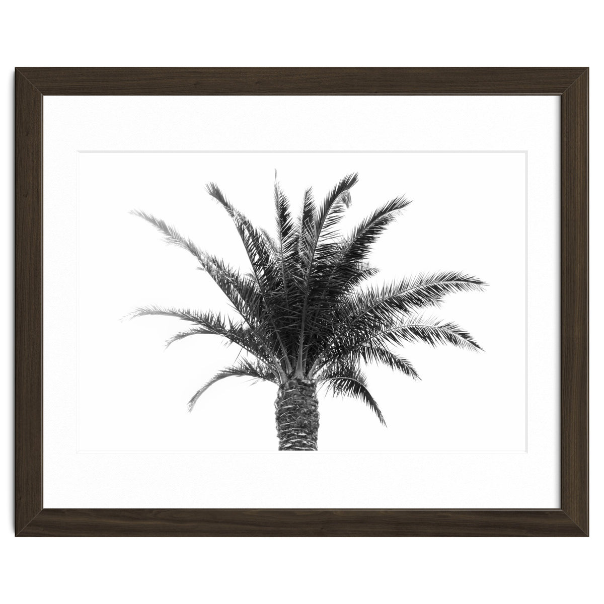 Palm Tree
