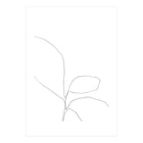 Three Leaf Seedling (Print Only) thumbnail