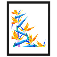 Bird Of Paradise Watercolor