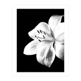 White Lily Black Background (Print Only) thumbnail