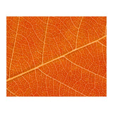 Autumn Leaf (Print Only) thumbnail