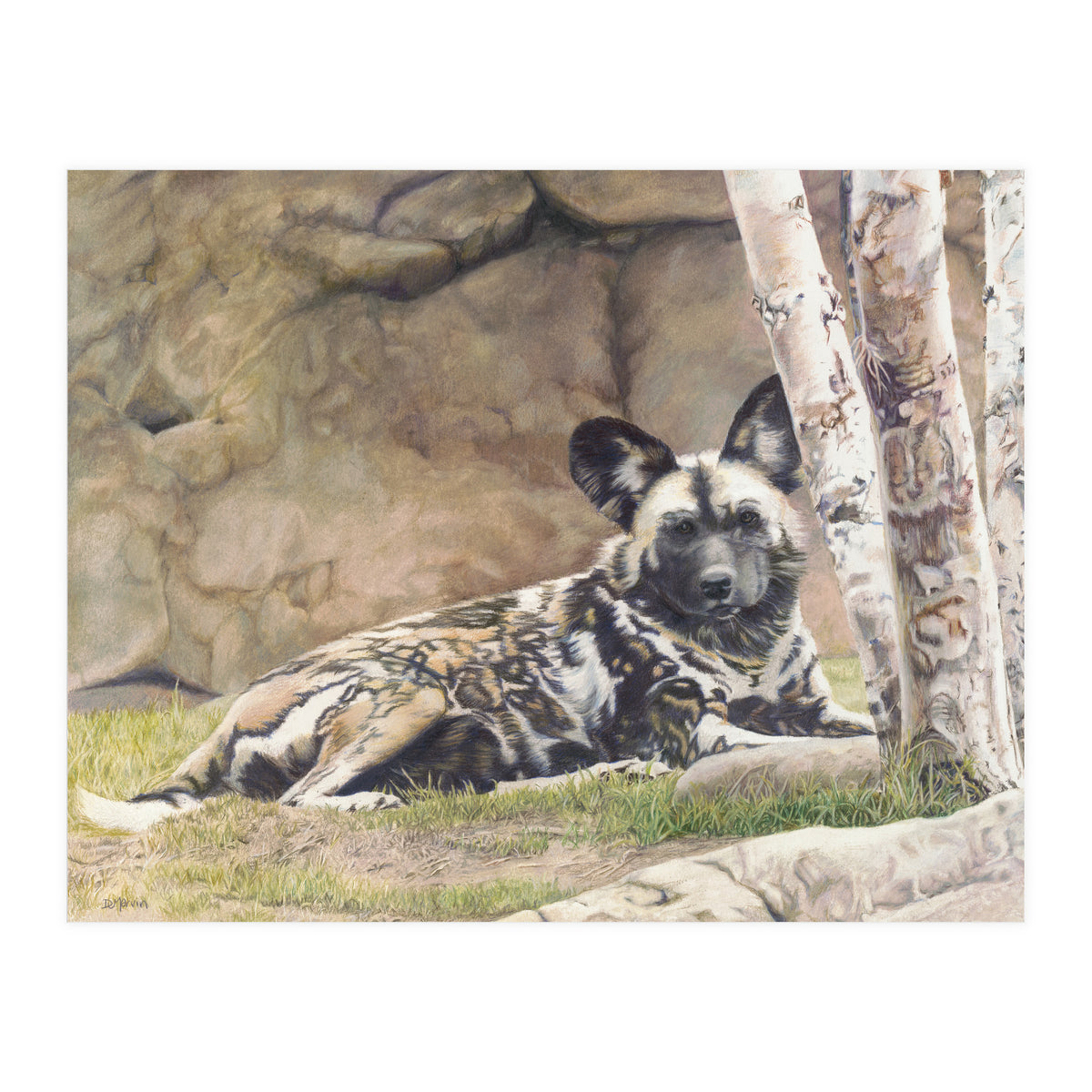 Afican Painted Dog IV - Imara (Print Only)