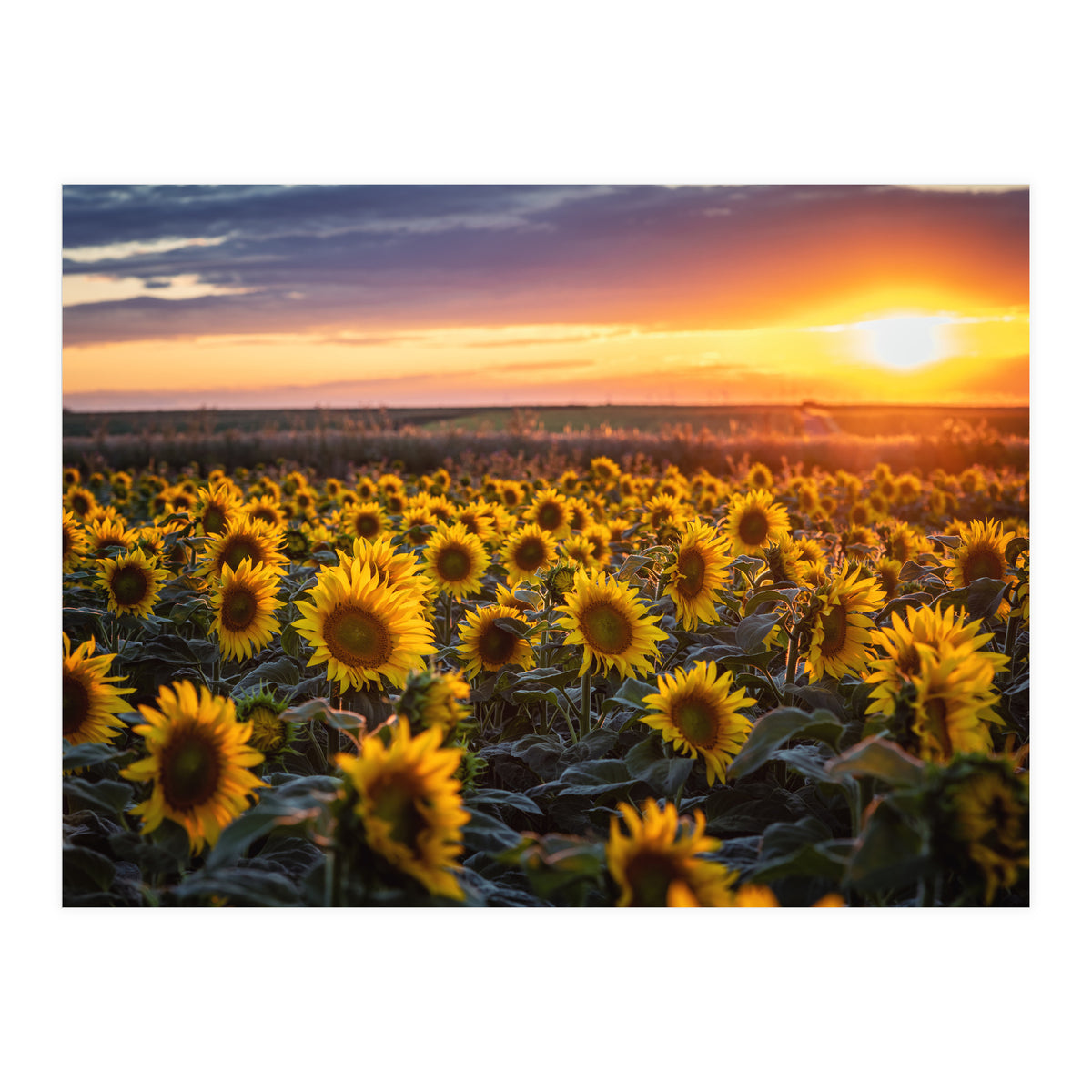 Sunflowers at Sunset (Print Only)