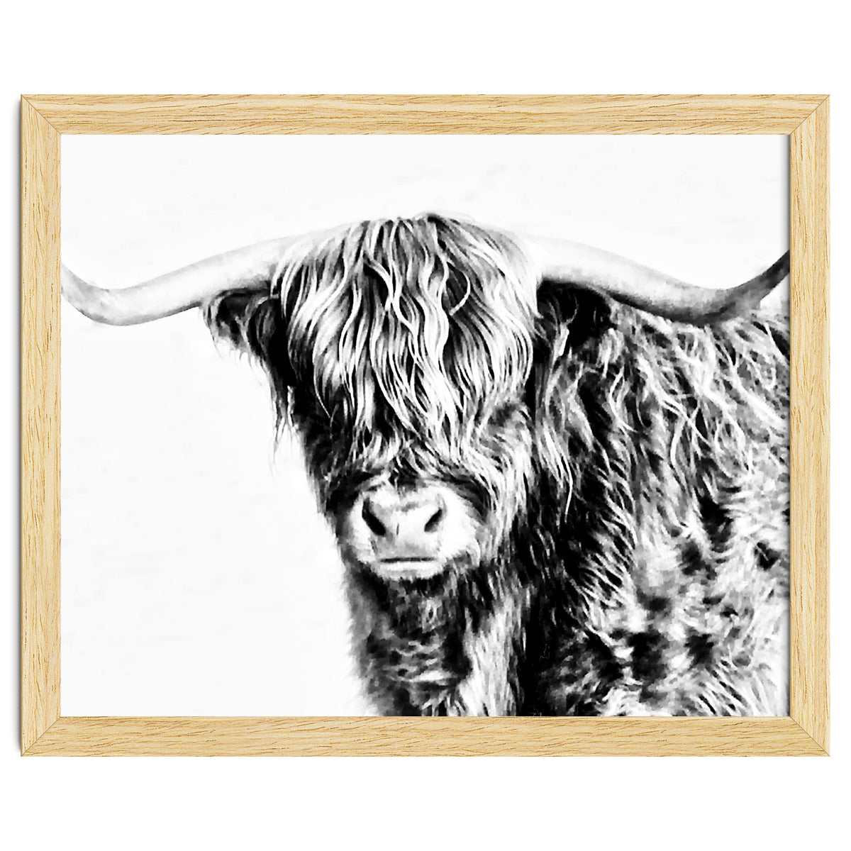 Highland bull