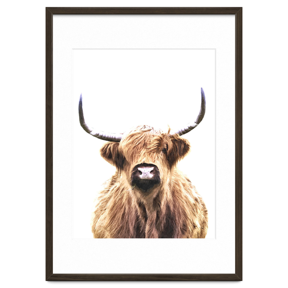 Highland Cow Portrait