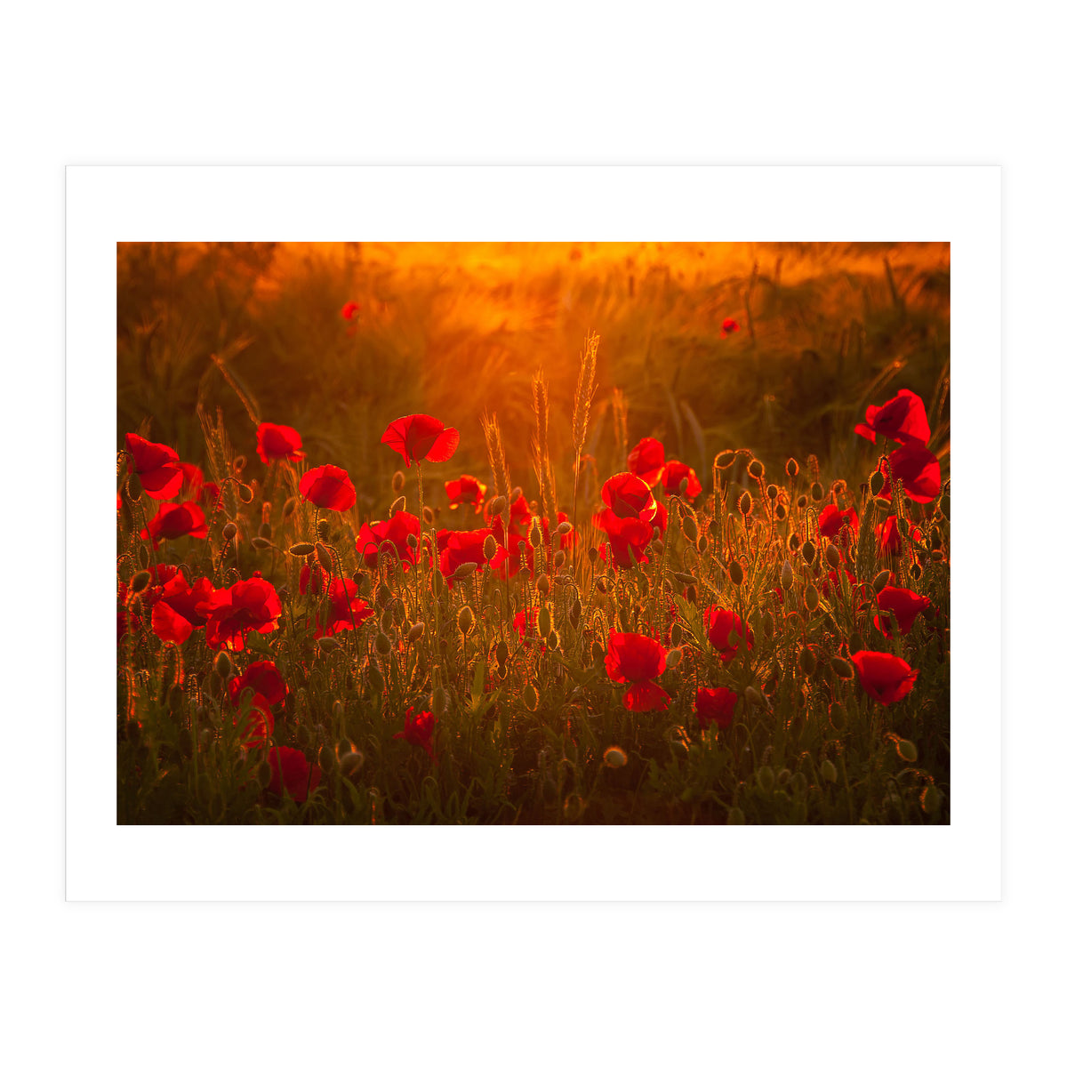 Poppies At Summer (1) (Print Only)