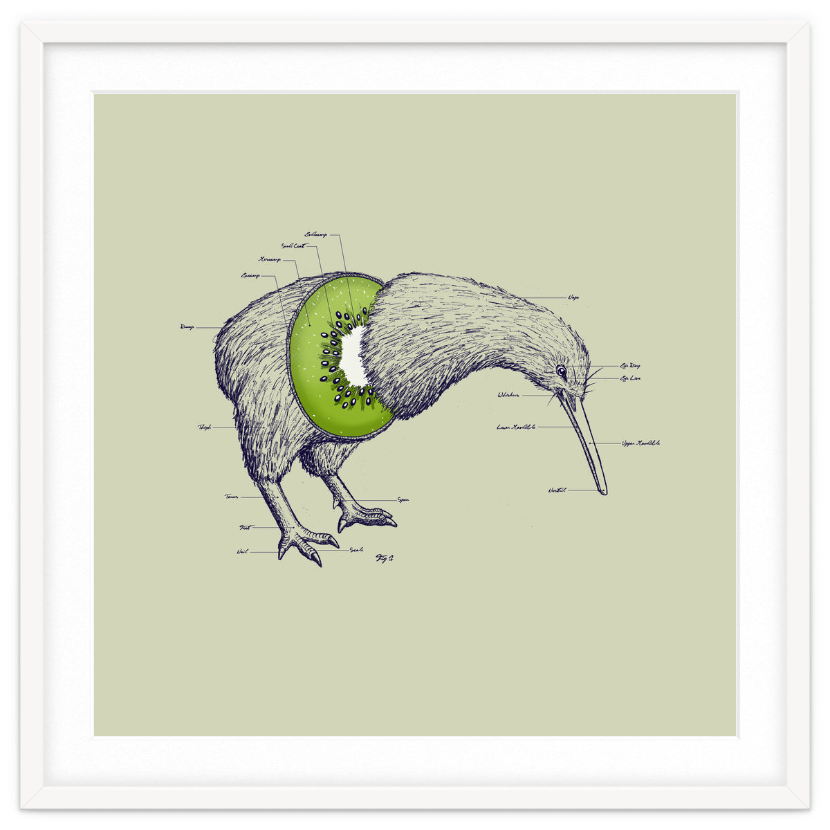 Kiwi Anatomy