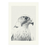 Hawk 2018 (Print Only) thumbnail