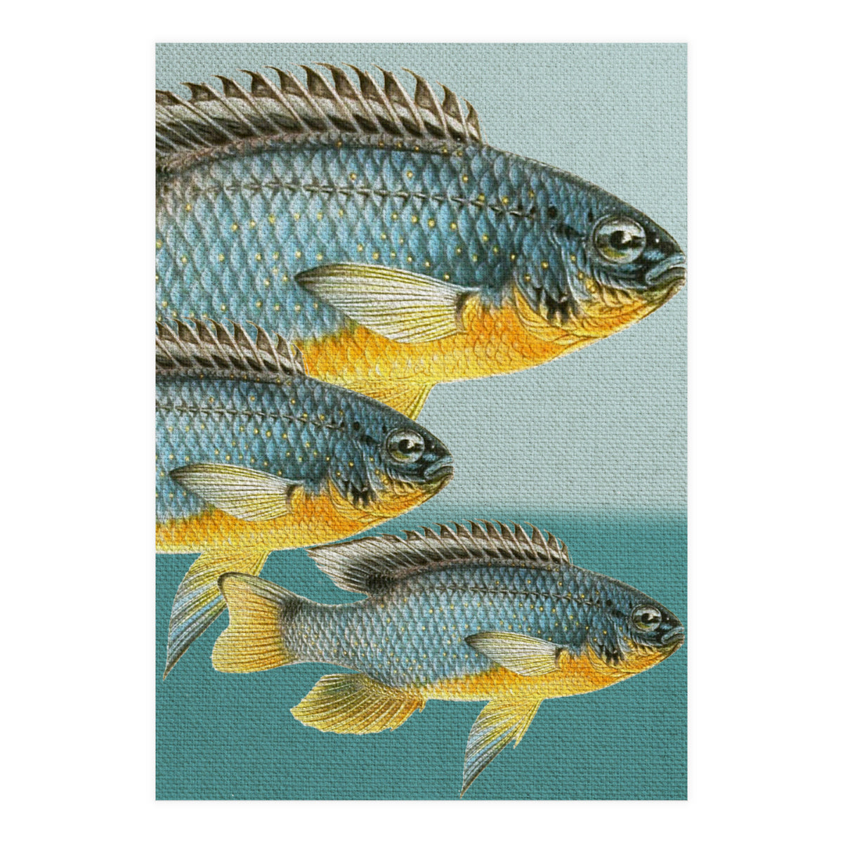 Fish Classic Designs 12 (Print Only)