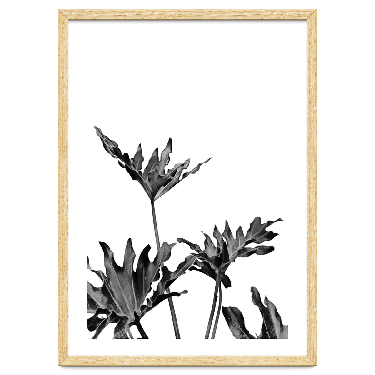 Monstera Black And White 08