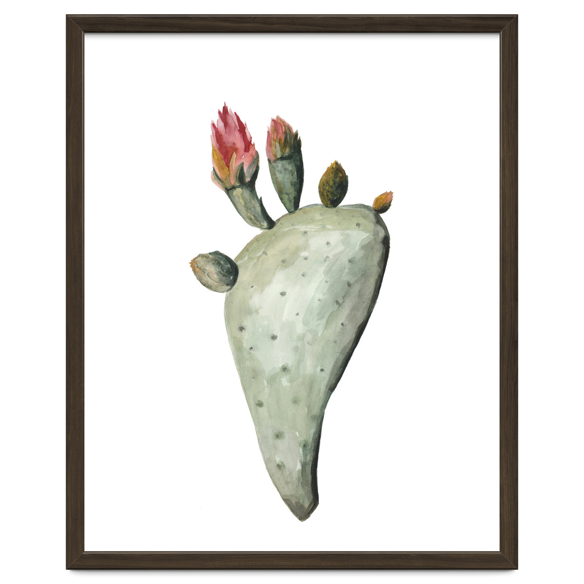 Botanical Illustration Cactus Flowers