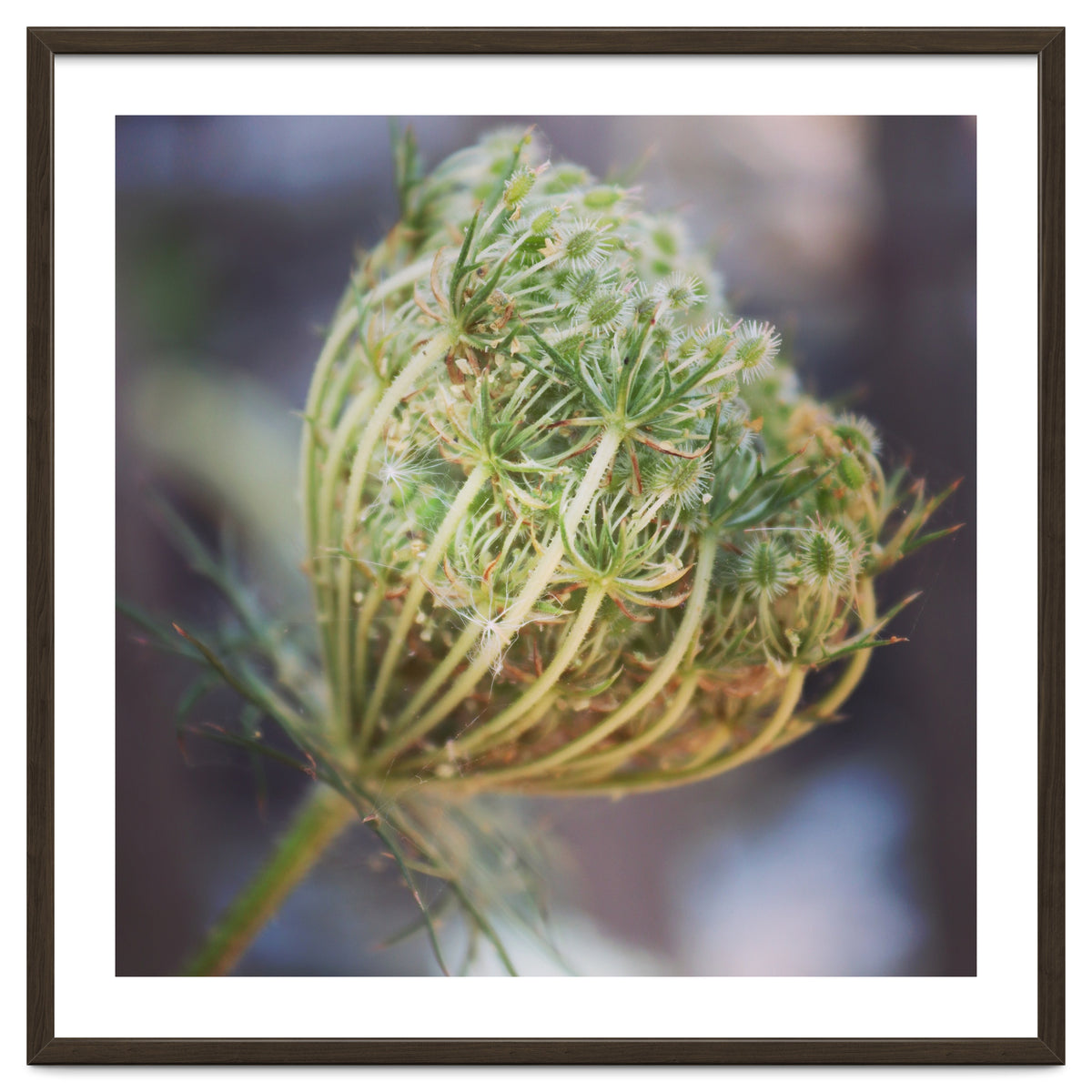 Seed head