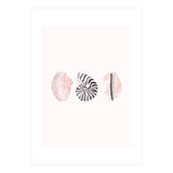 Seashells (Print Only) thumbnail