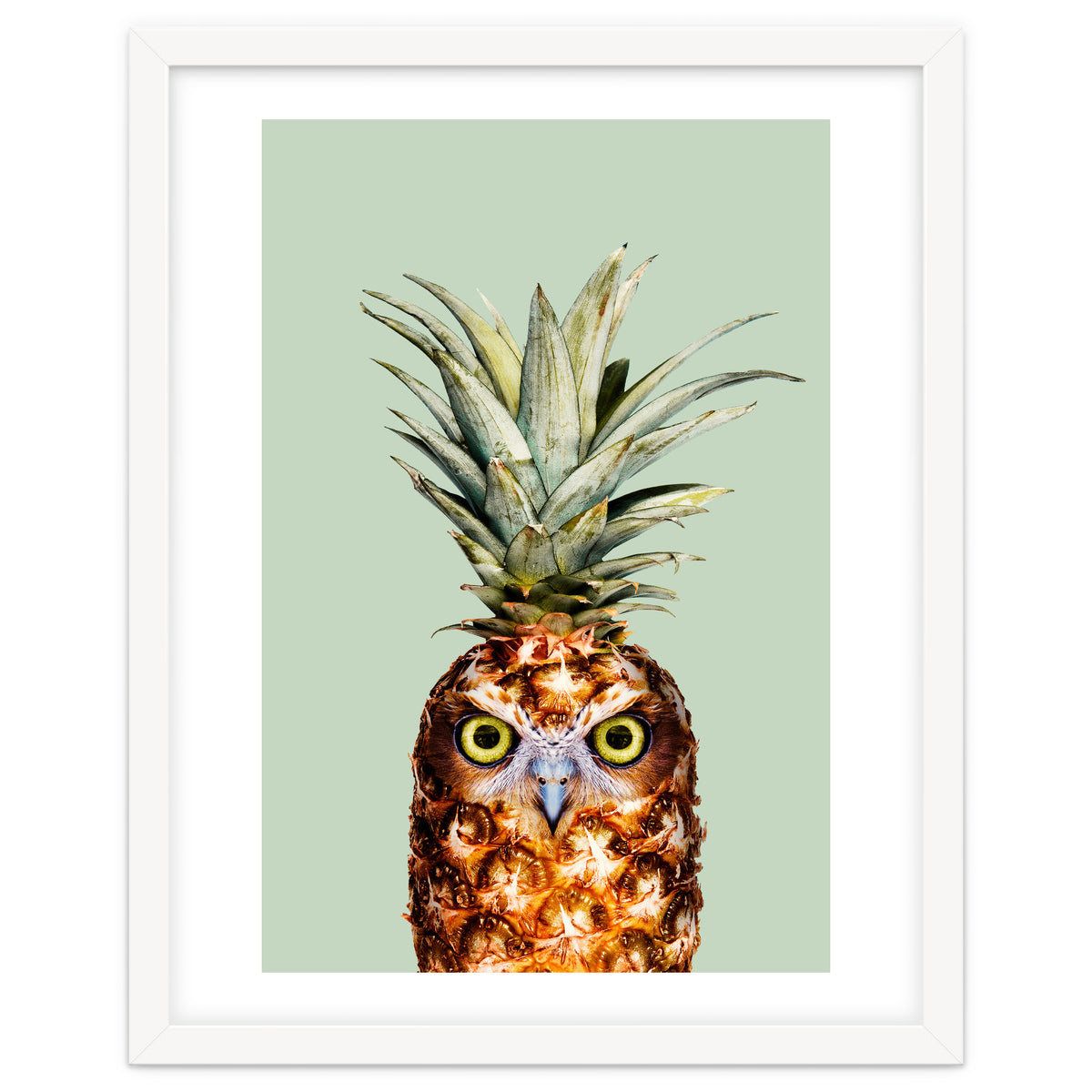 Pineapple Owl