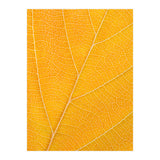 Autumn Leaf (Print Only) thumbnail