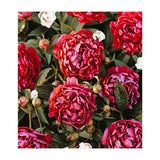 Blossom Love (Print Only) thumbnail