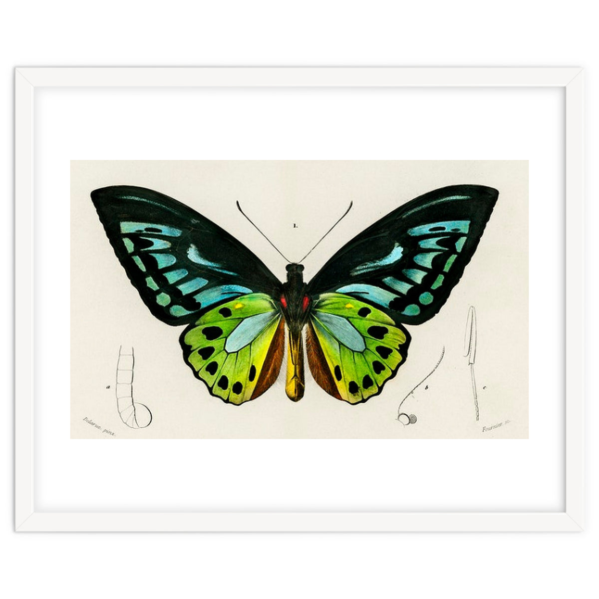 Green birdwing illustrated